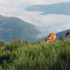 El camino de Santiago