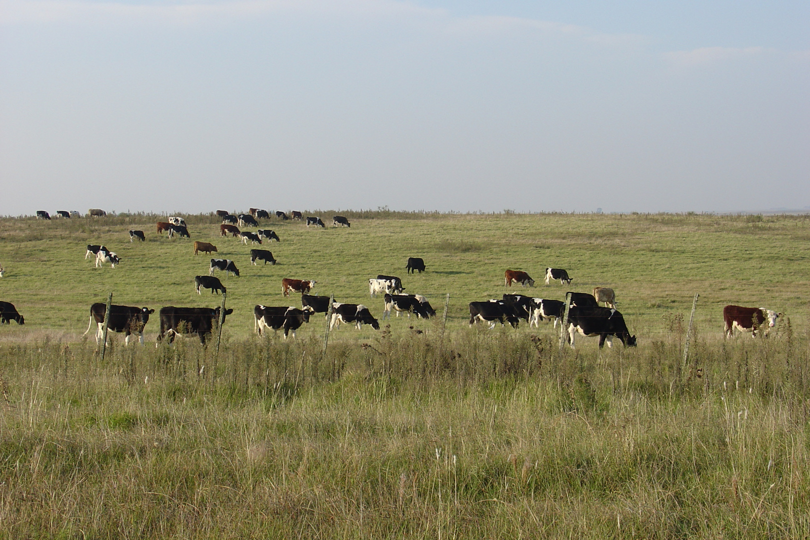 El Campo Uruguayo