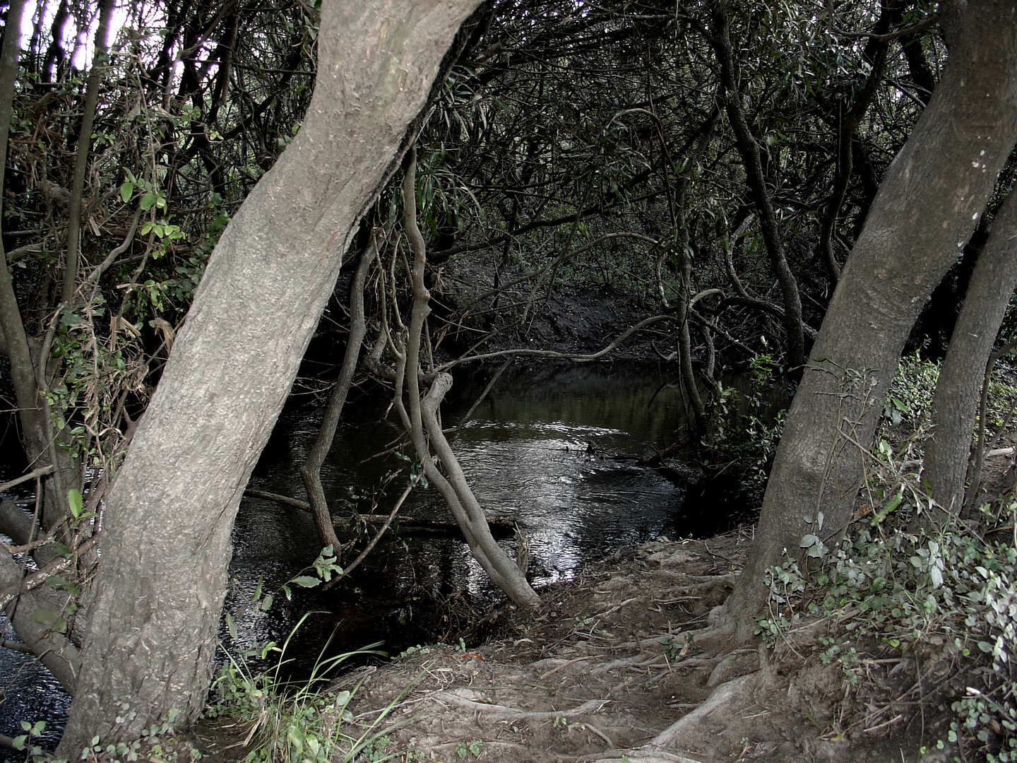 El Campo Uruguayo flora y fauna