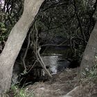 El Campo Uruguayo flora y fauna