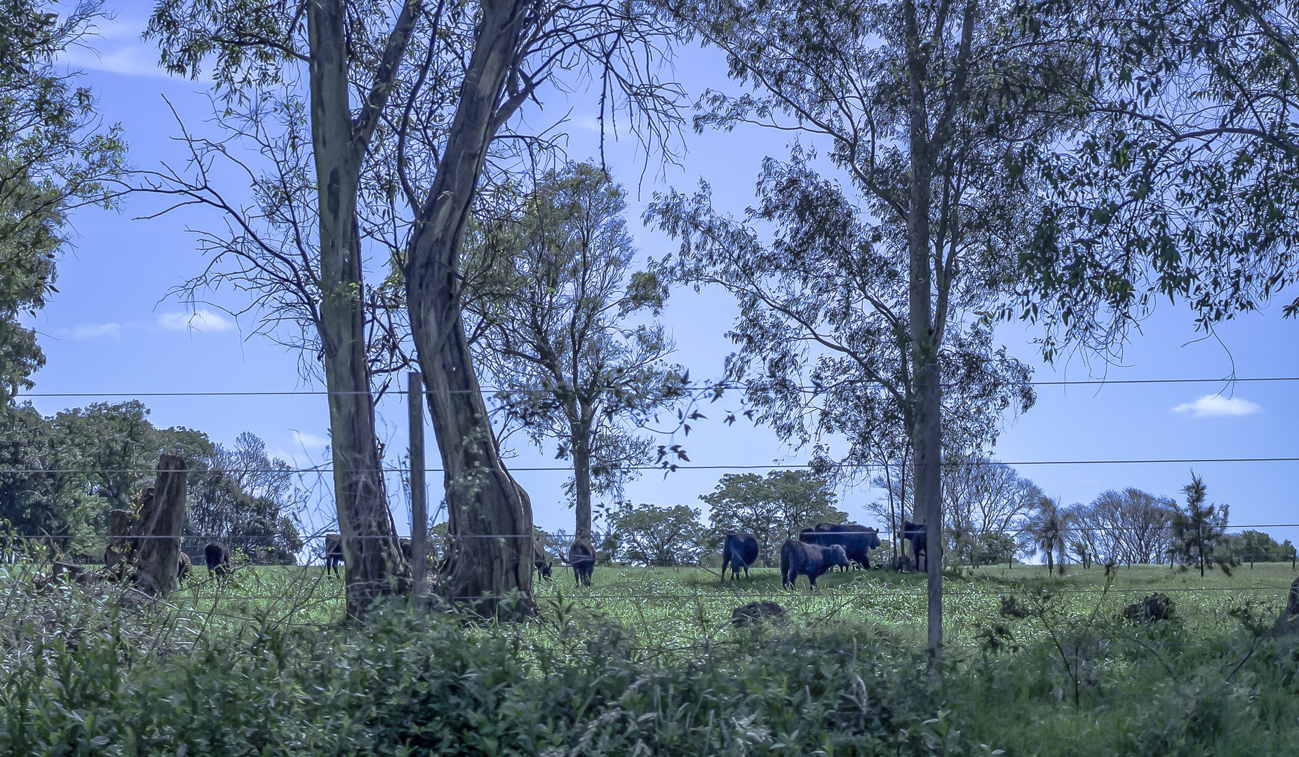 El campo y las vacas