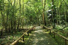 El cantar de los Guaduales, San Agustin, Huila