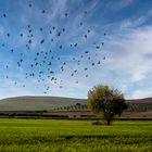 El canto de la tierra