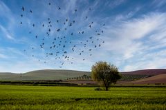 El canto de la tierra