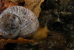 El Caracol Peregrino