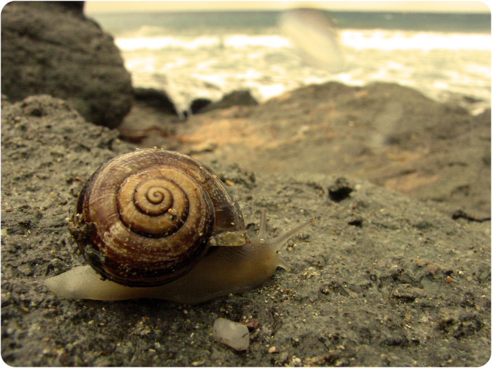 El caracol valiente