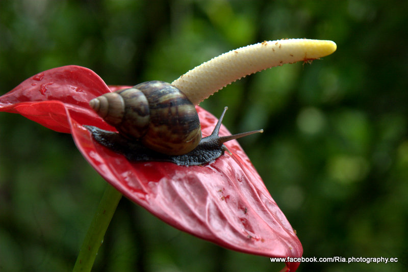 El caracol y el anturio