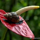 El caracol y el anturio