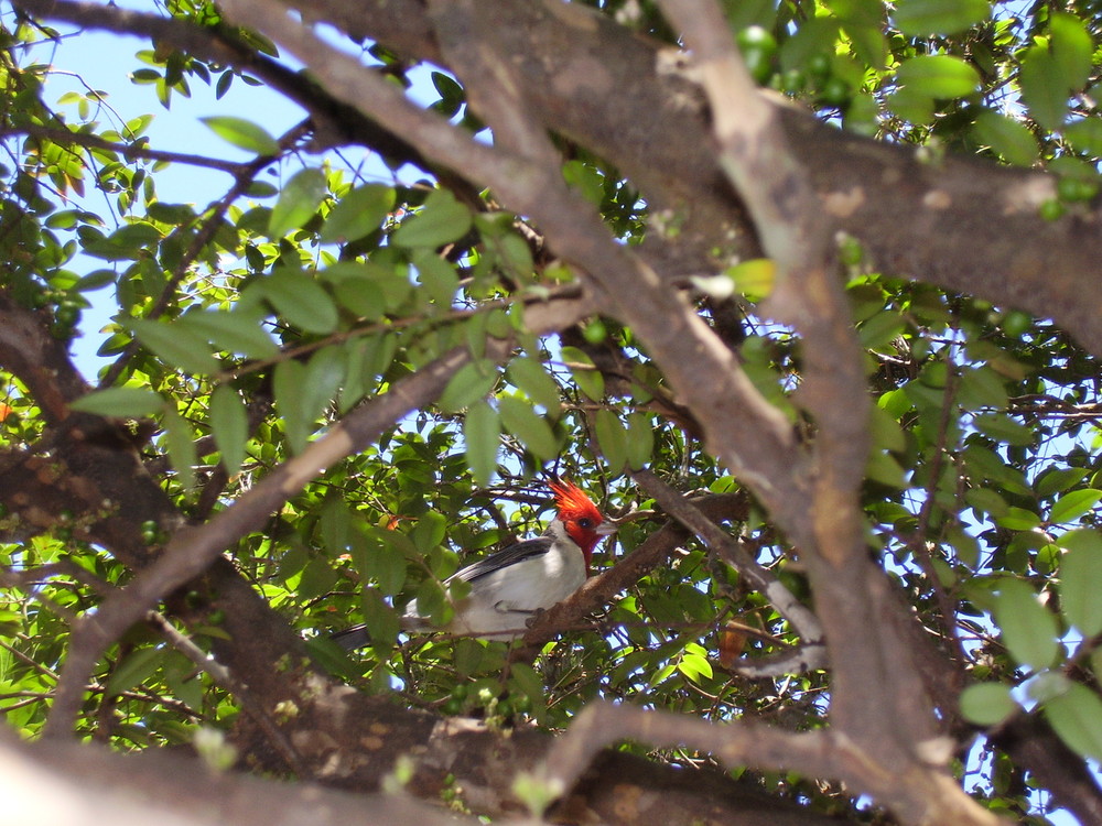 el cardenal