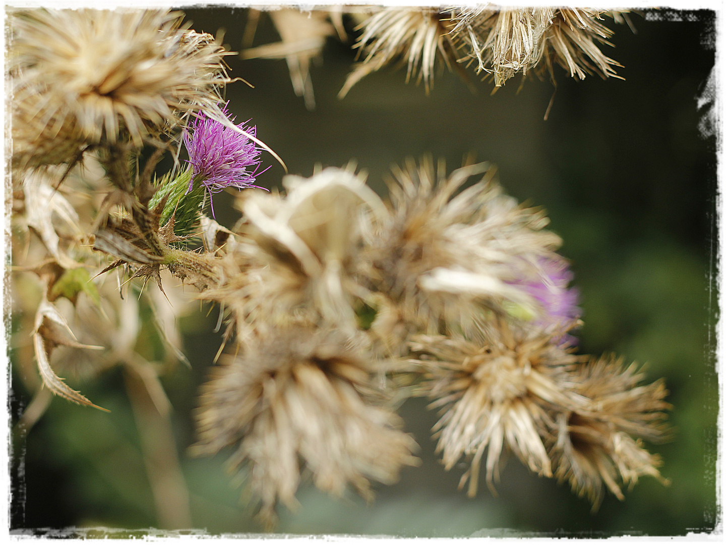 El cardo en flor