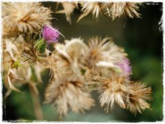 El cardo en flor