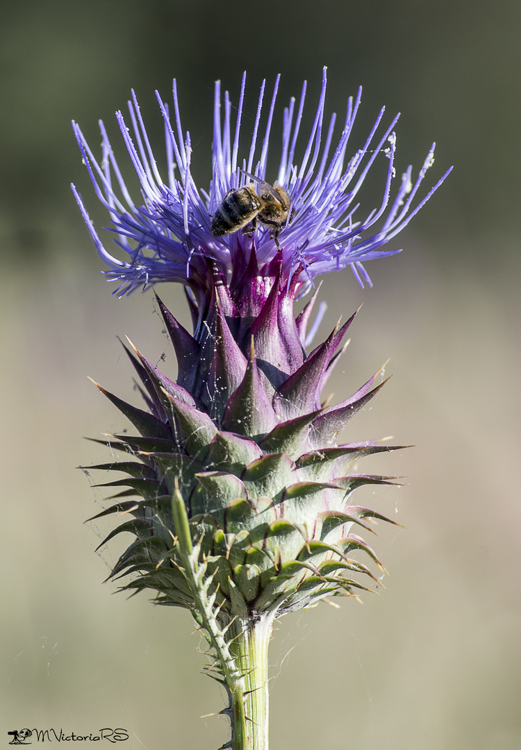 El cardo y la abeja