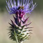 El cardo y la abeja