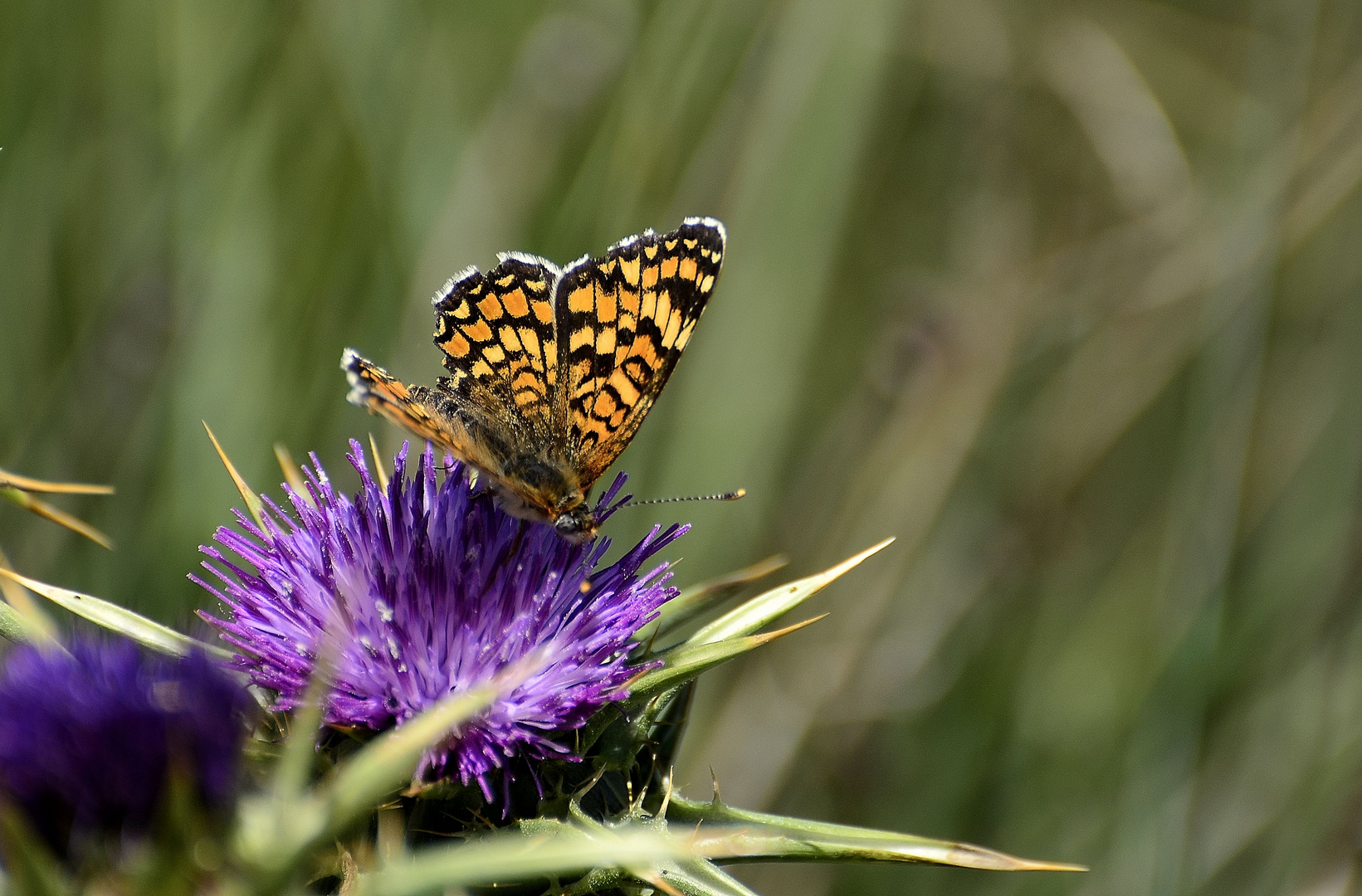 el cardo y la mariposa