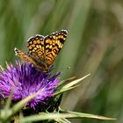 el cardo y la mariposa