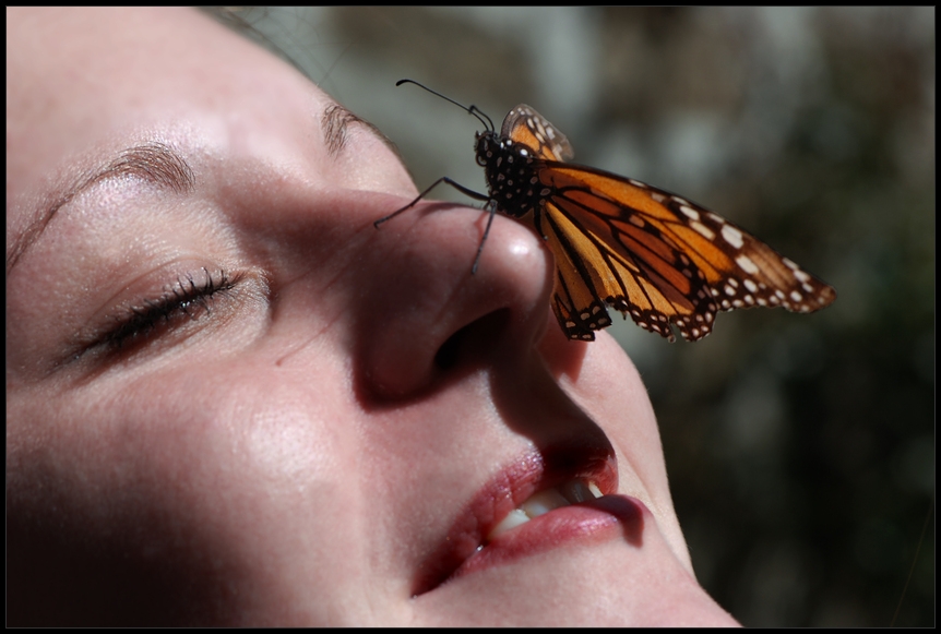 el carino de la mariposa - die Zuneigung des Schmetterlings