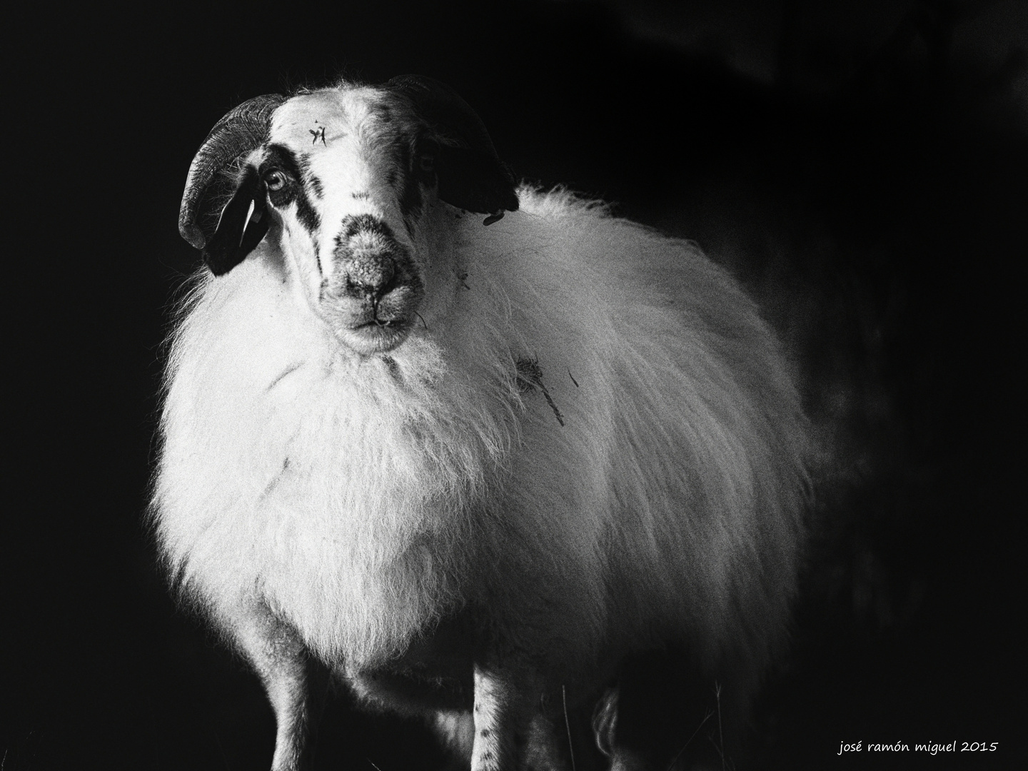 El carnero Imagen & Foto | animales, animales domésticos, naturaleza ...