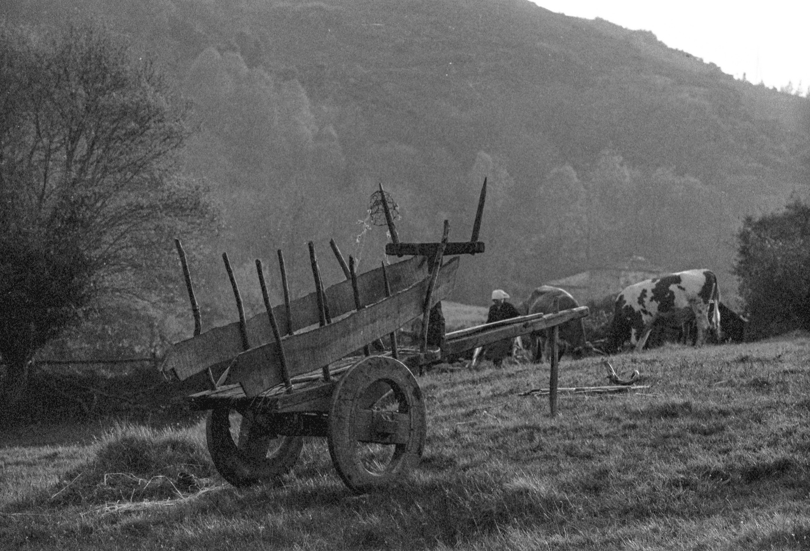 EL CARRO DE VACAS