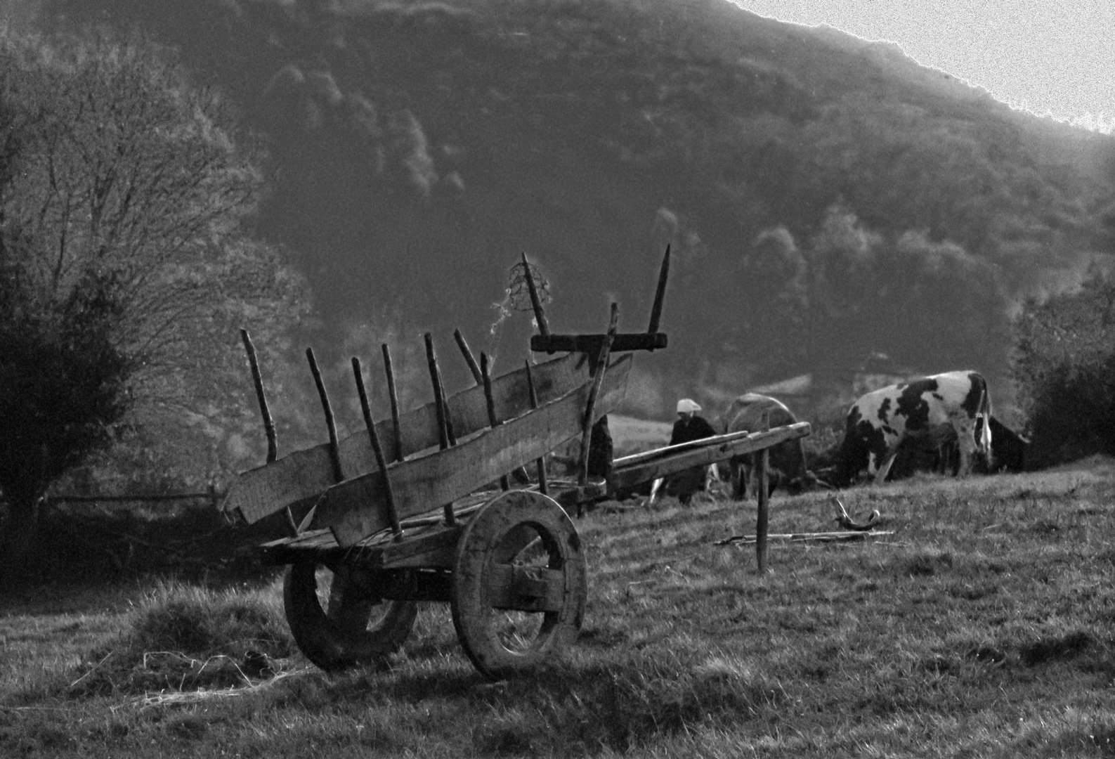 EL CARRO DE VACAS GALLEGO