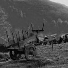 EL CARRO DE VACAS GALLEGO