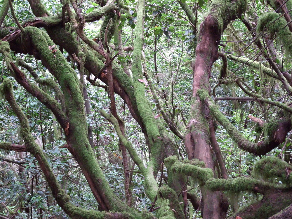 El Cedro