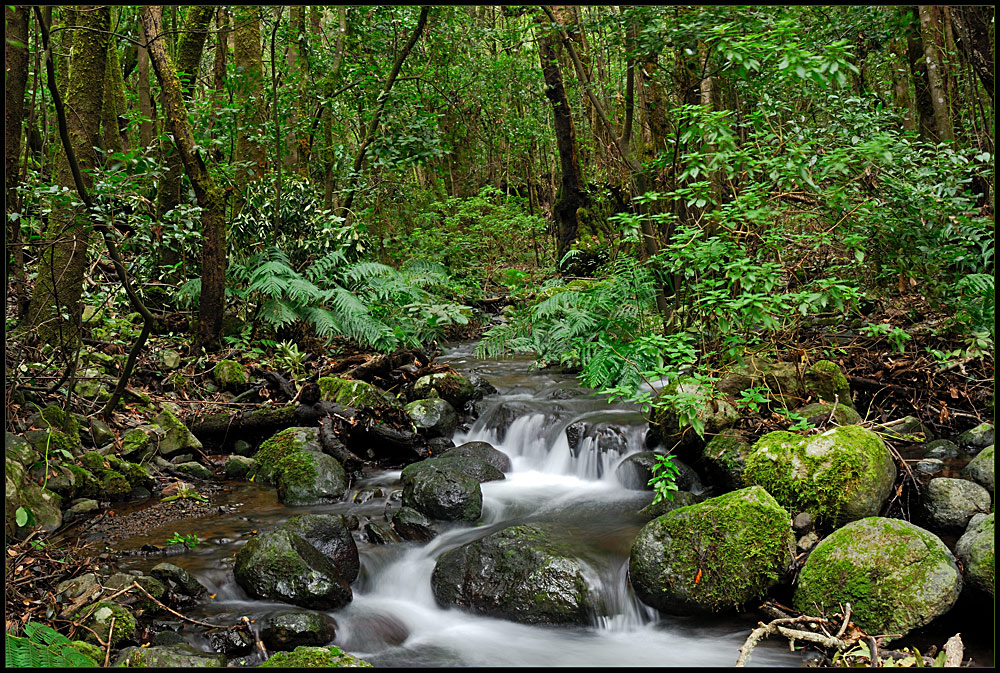 el cedro