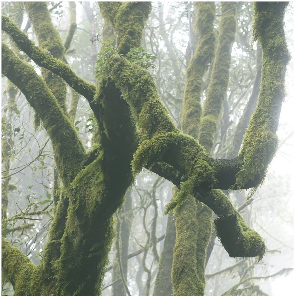 El Cedro, der magische Nebelwald