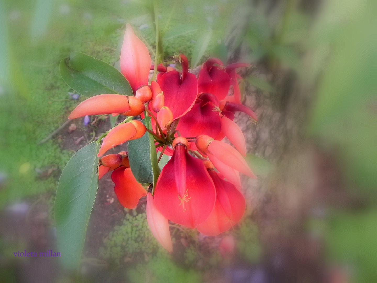 EL CEIBO,FLOR NACIONAL ARGENTINA