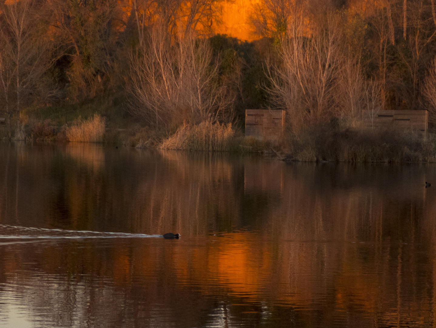 El cel era rogenc i la bassa estava tranquil.la