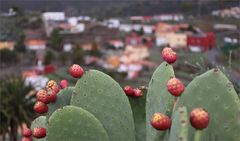 El Cercado