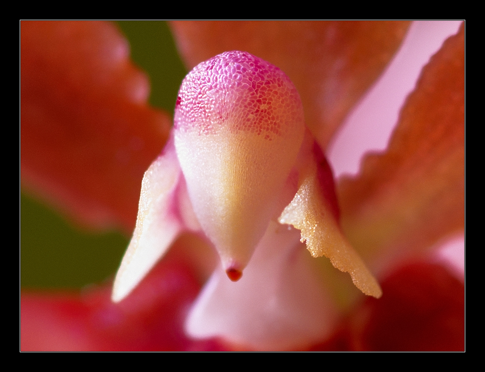 - el cerebro de la orquídea -