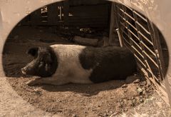 El chancho en su chiquero