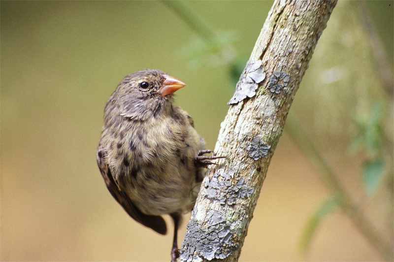 El chiquino pinzoncillo