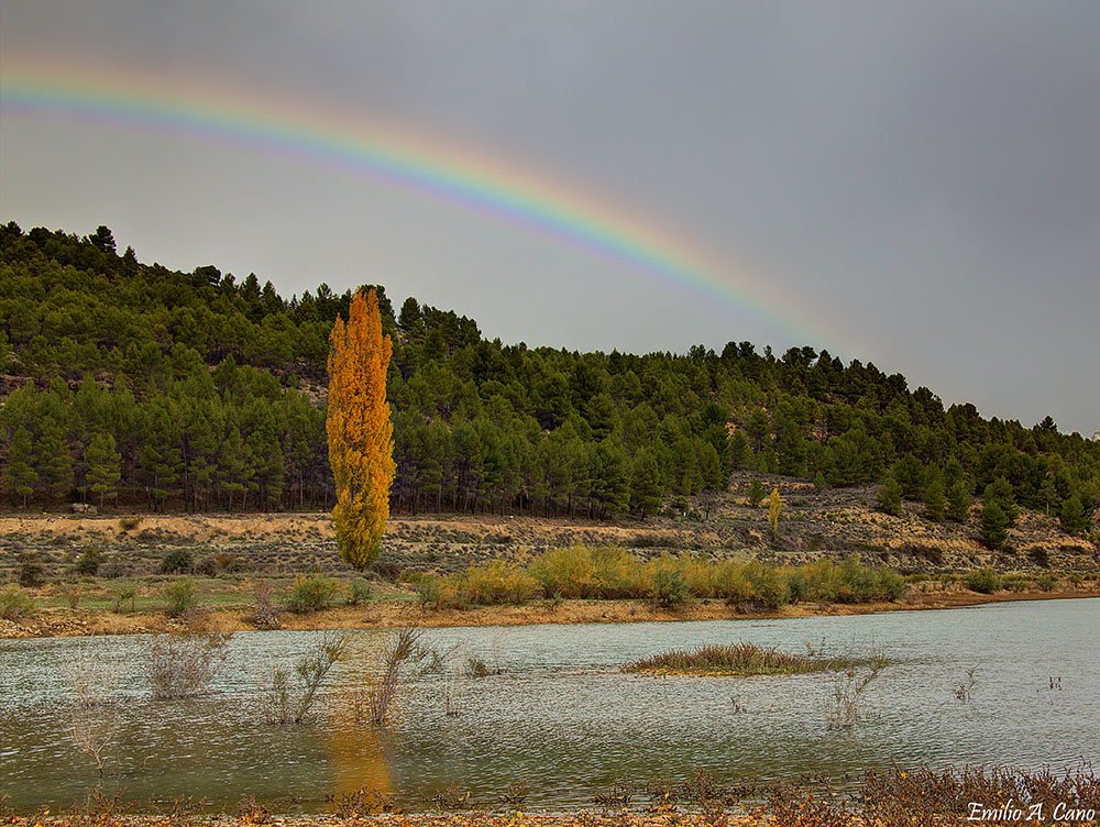 El chopo y el arcoiris