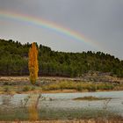 El chopo y el arcoiris