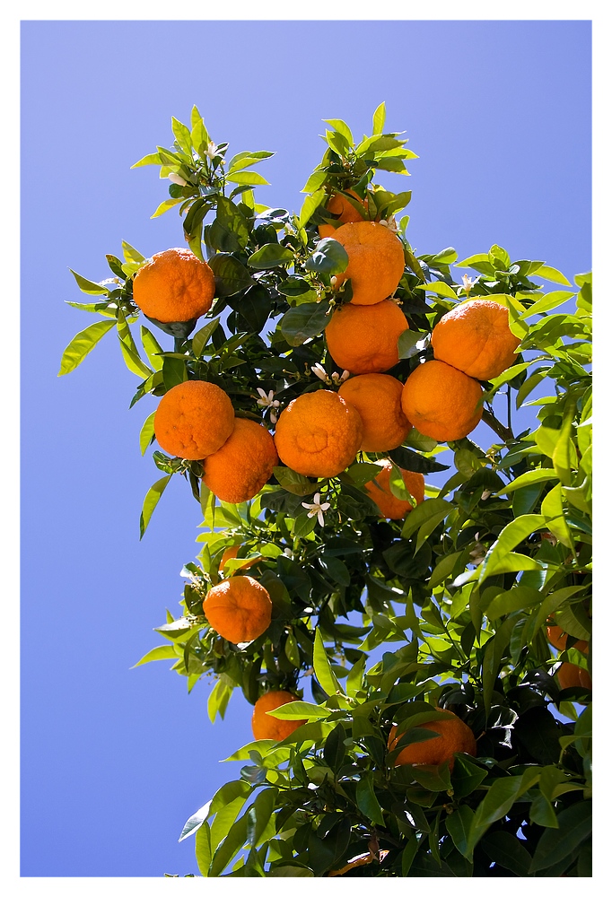 El Cielo lleno de Naranja