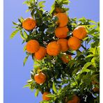 El Cielo lleno de Naranja