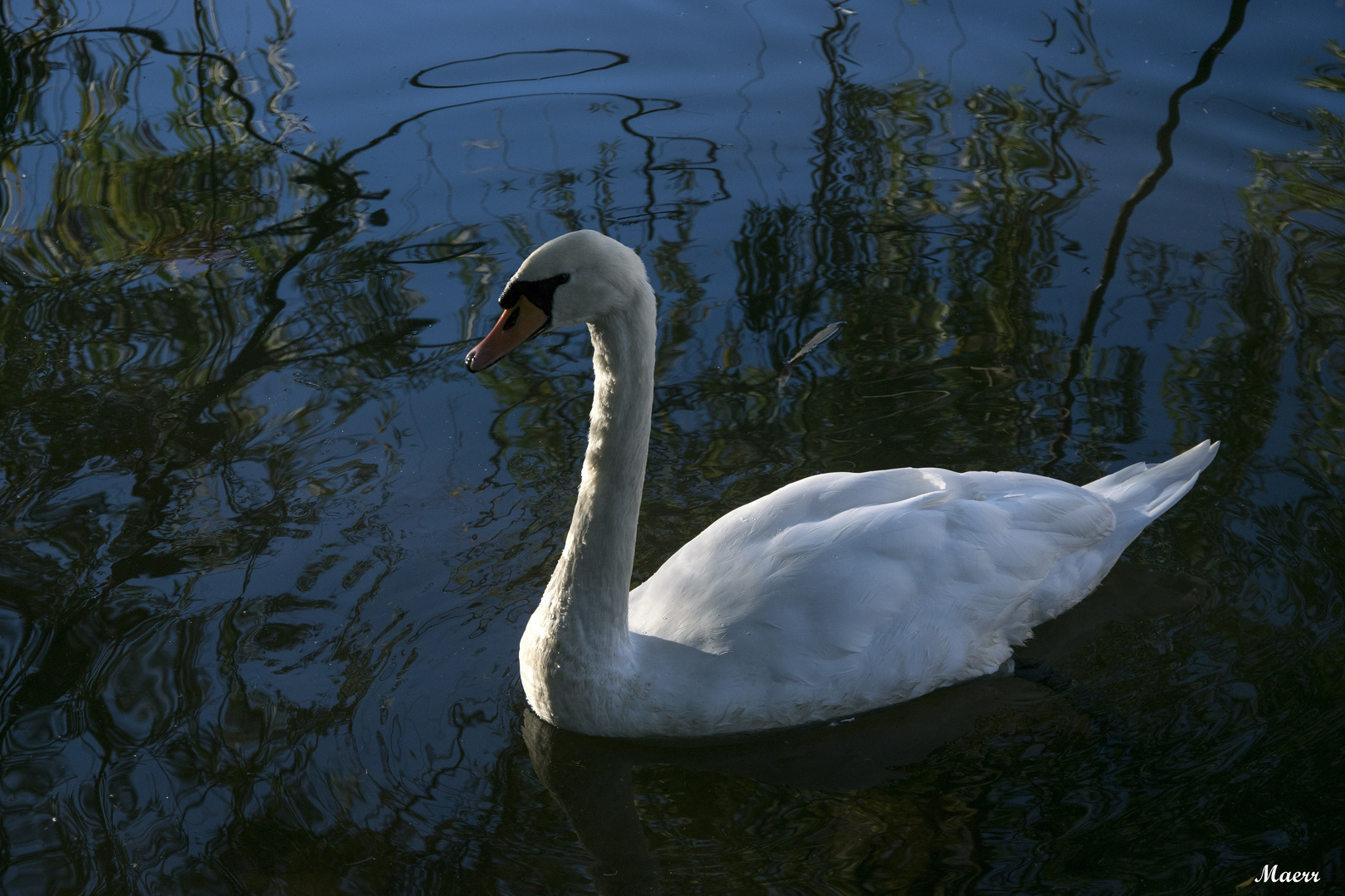 El cisne