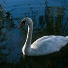 El cisne