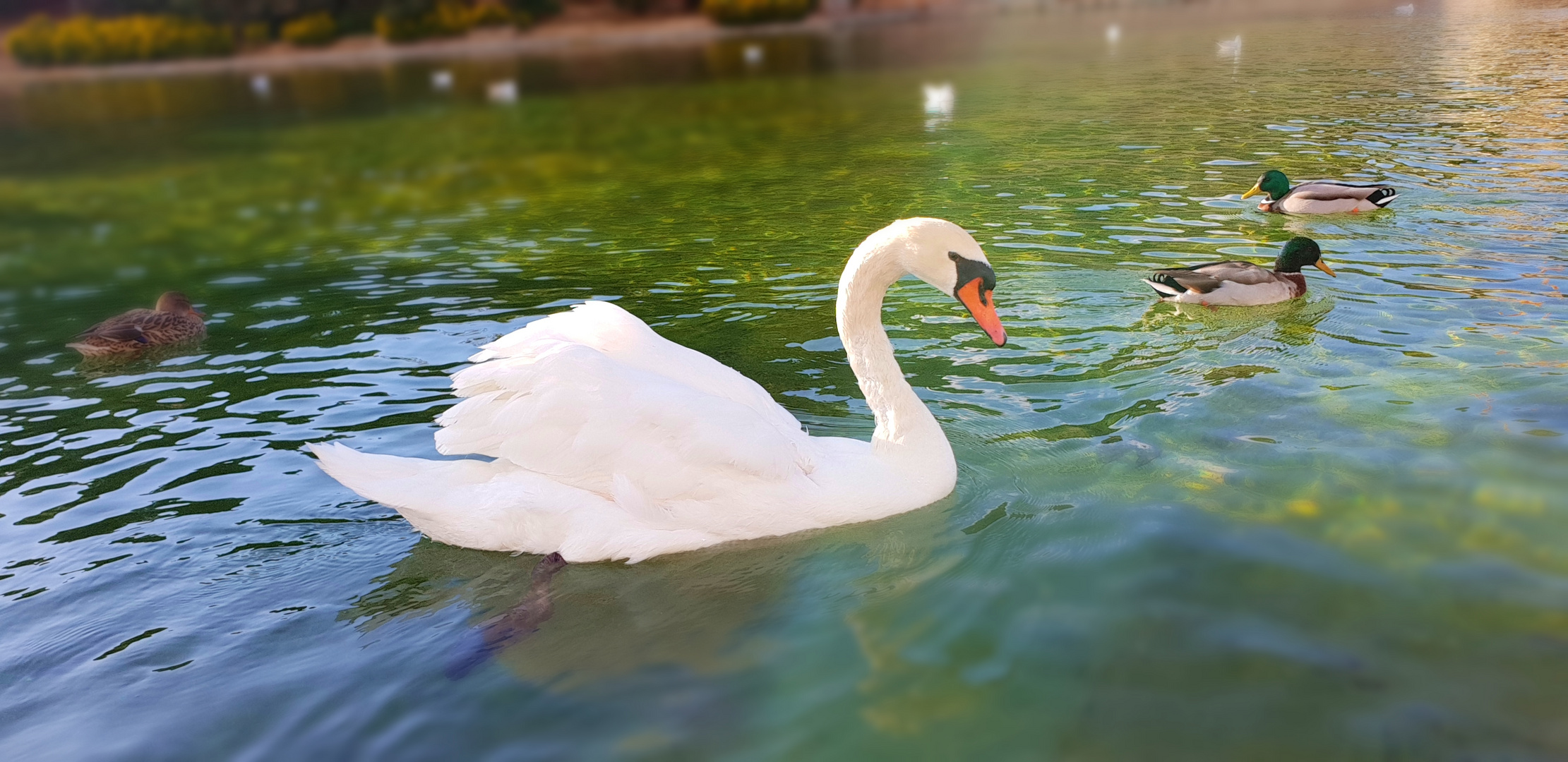 el cisne 