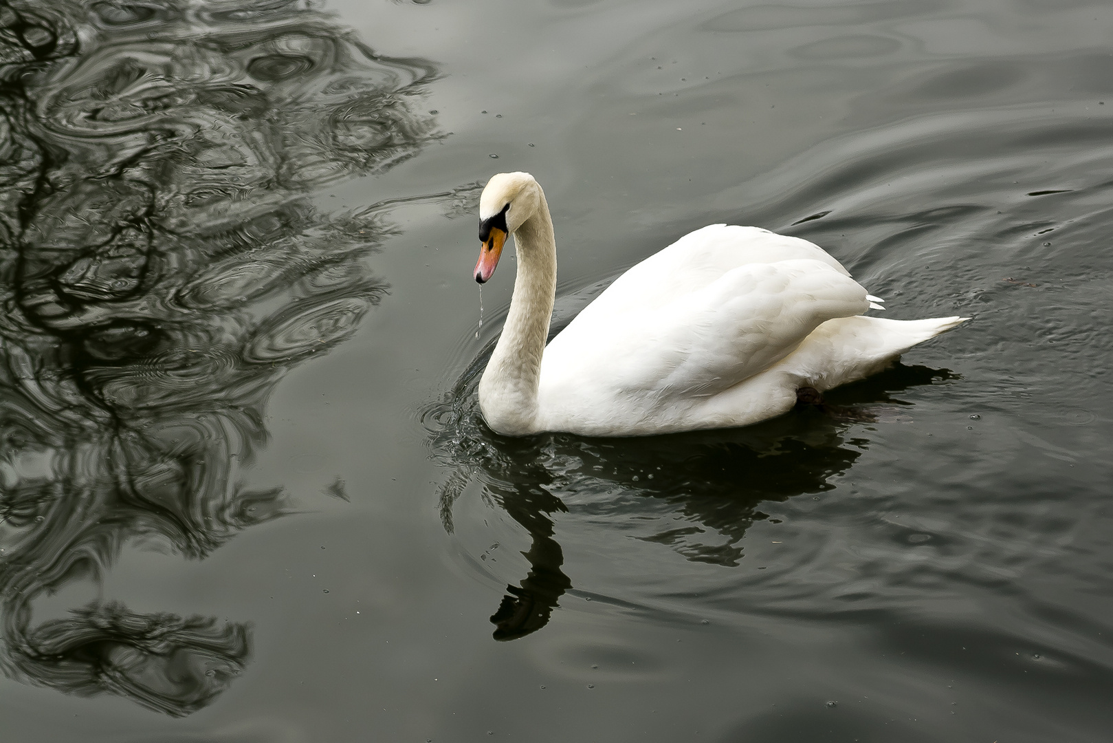 El Cisne de La Granja