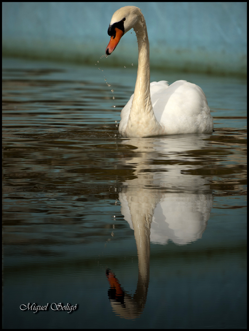 El cisne