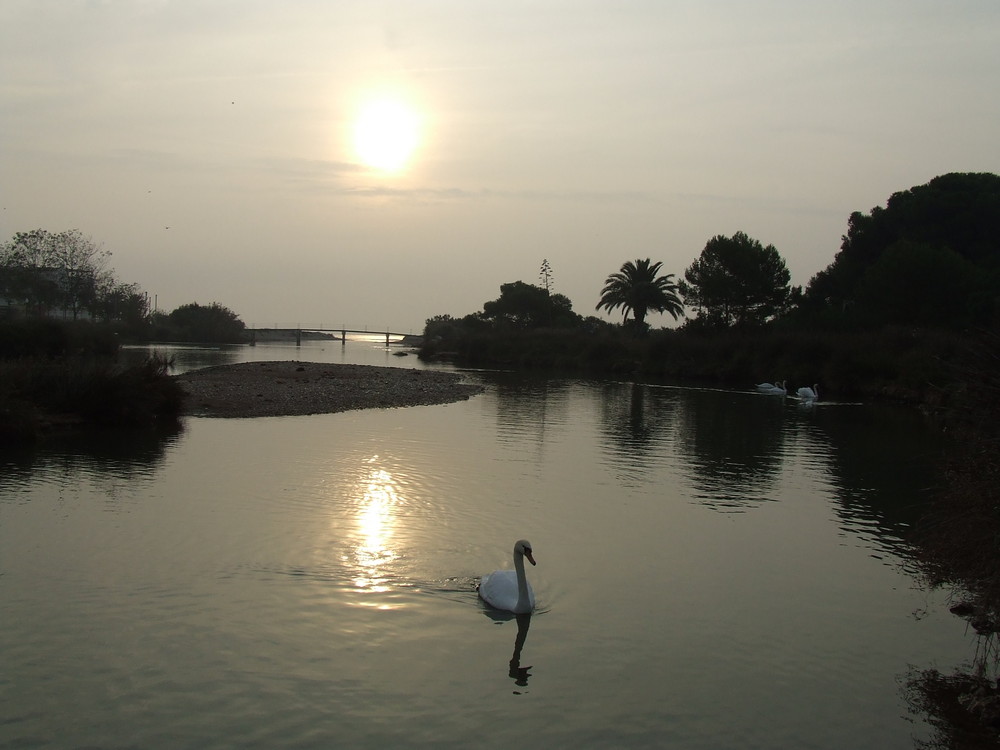 el cisne en su paseo matutino