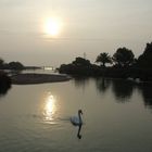 el cisne en su paseo matutino