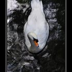 El Cisne entre Nubes