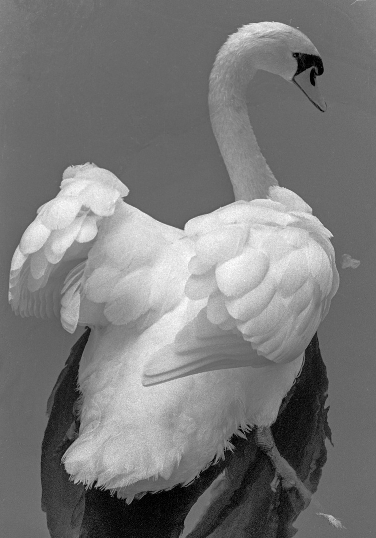 EL CISNE