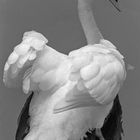 EL CISNE