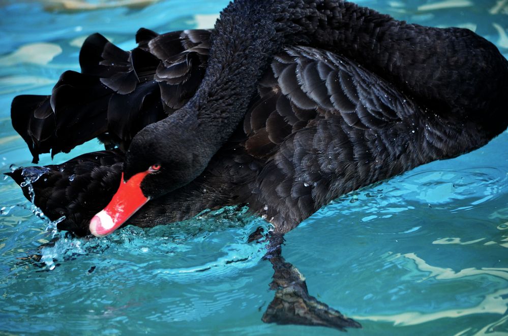 El cisne negro de nvvv 