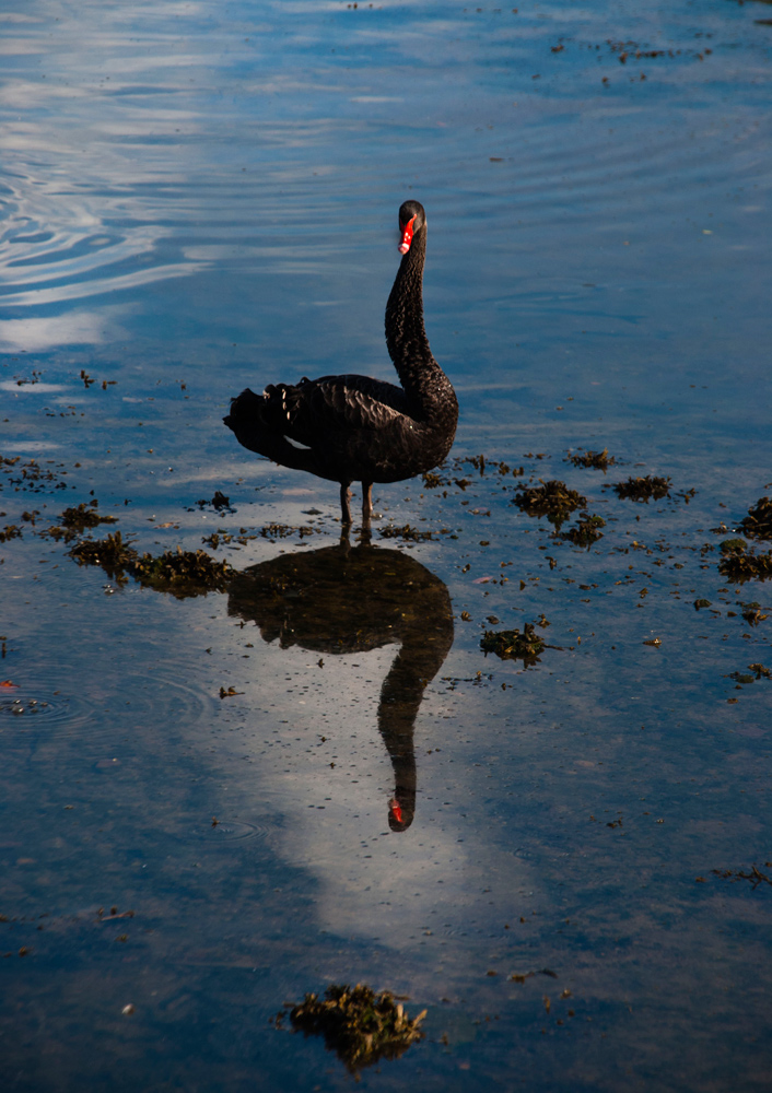 El Cisne Negro