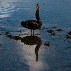 El Cisne Negro